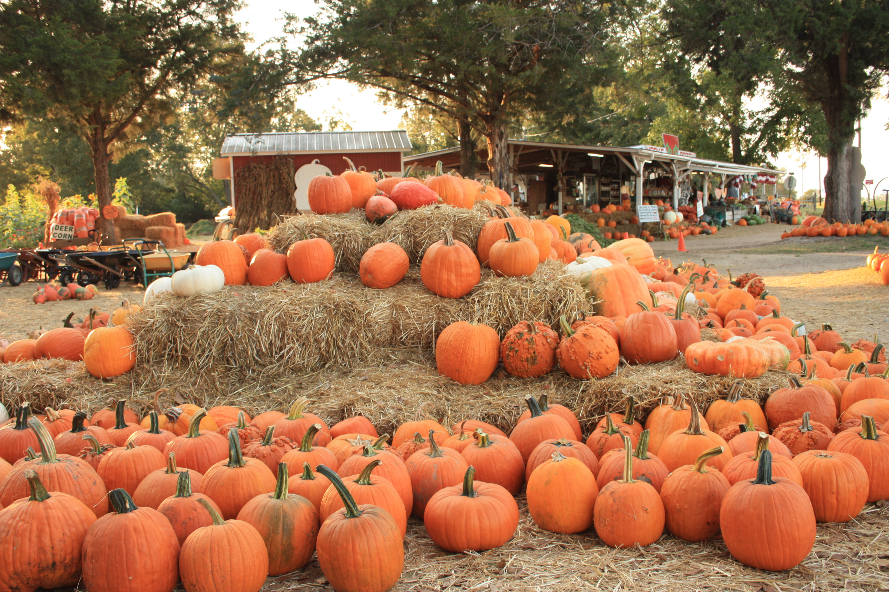 Orange and white pumpkins sit on hay bales outside a farm market.